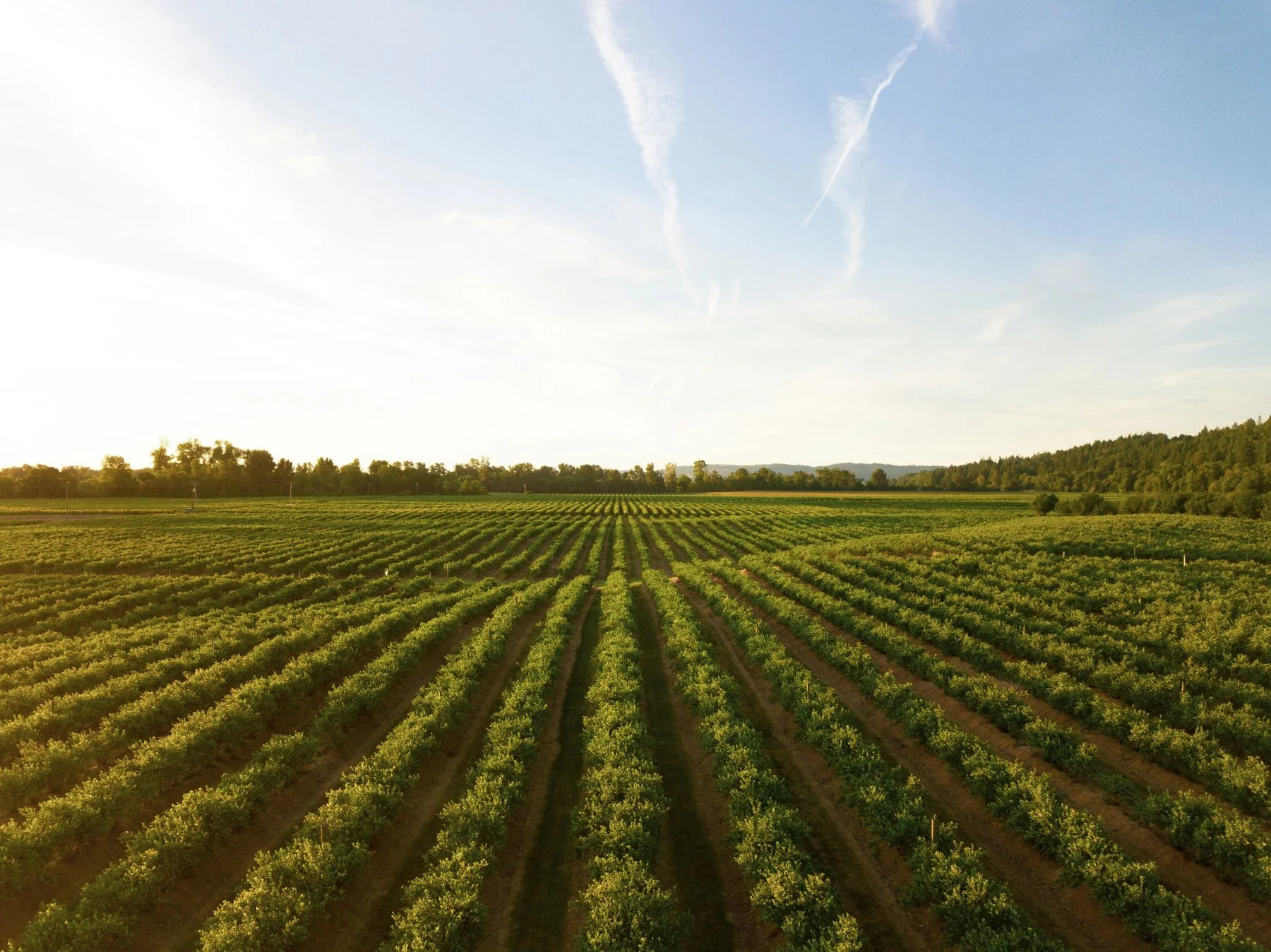 Rows of crops in a field